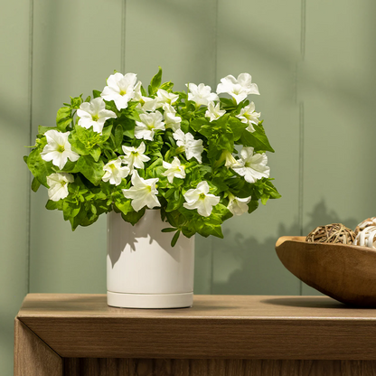 🪴Firefly Petunia Seeds – Glow-in-the-Dark Flowers Inspired by Nature & Science