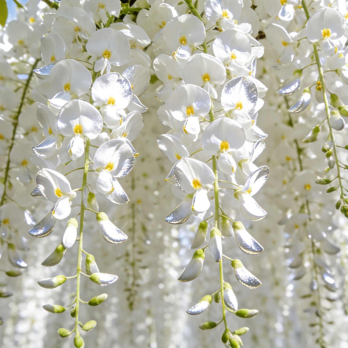 🌸Weeping Jasmine Seeds – Create a Fragrant Floral Waterfall at Home🌿❄️