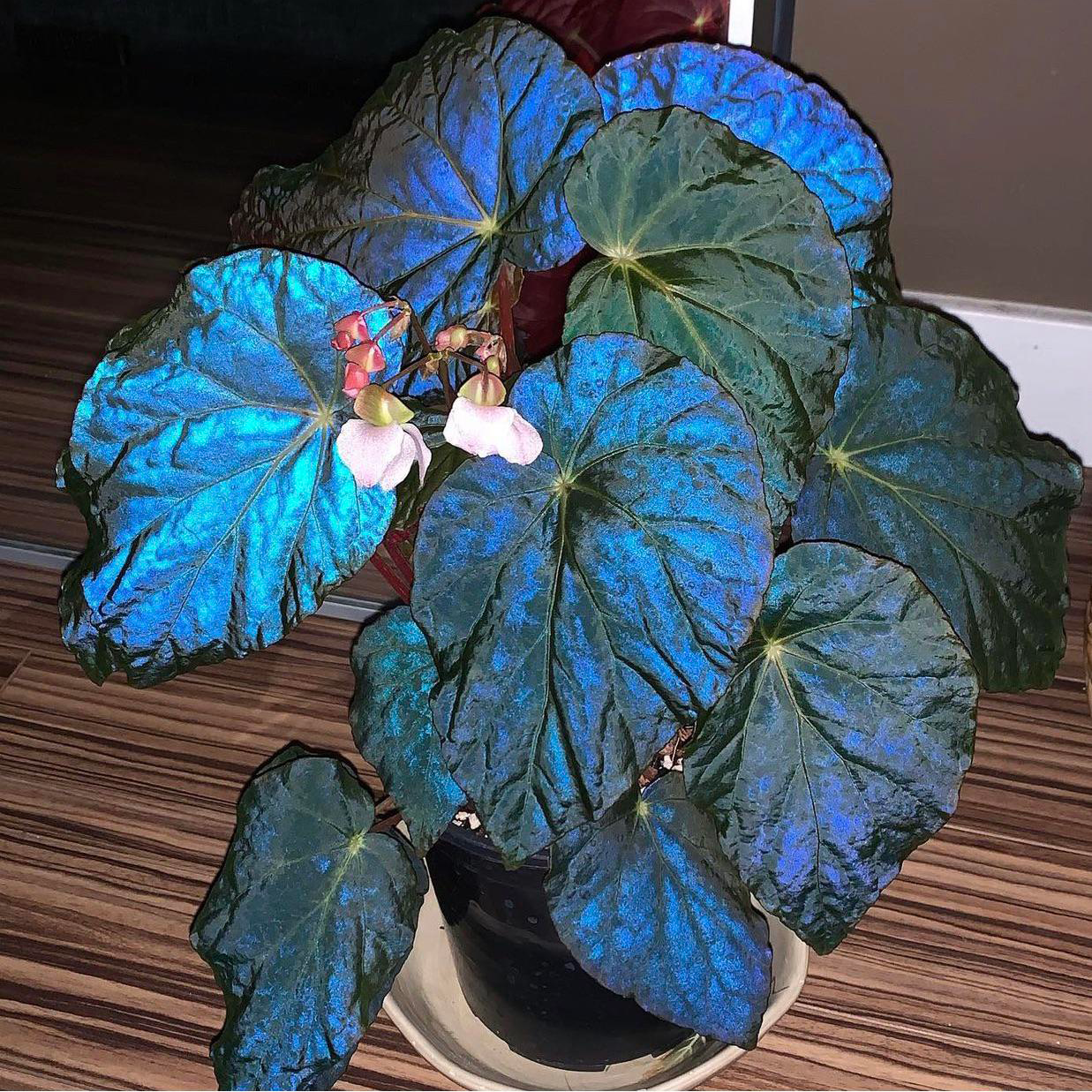 🍃 Rare Coleus seeds🌸, ideal for perennial shade garden ornamental foliage