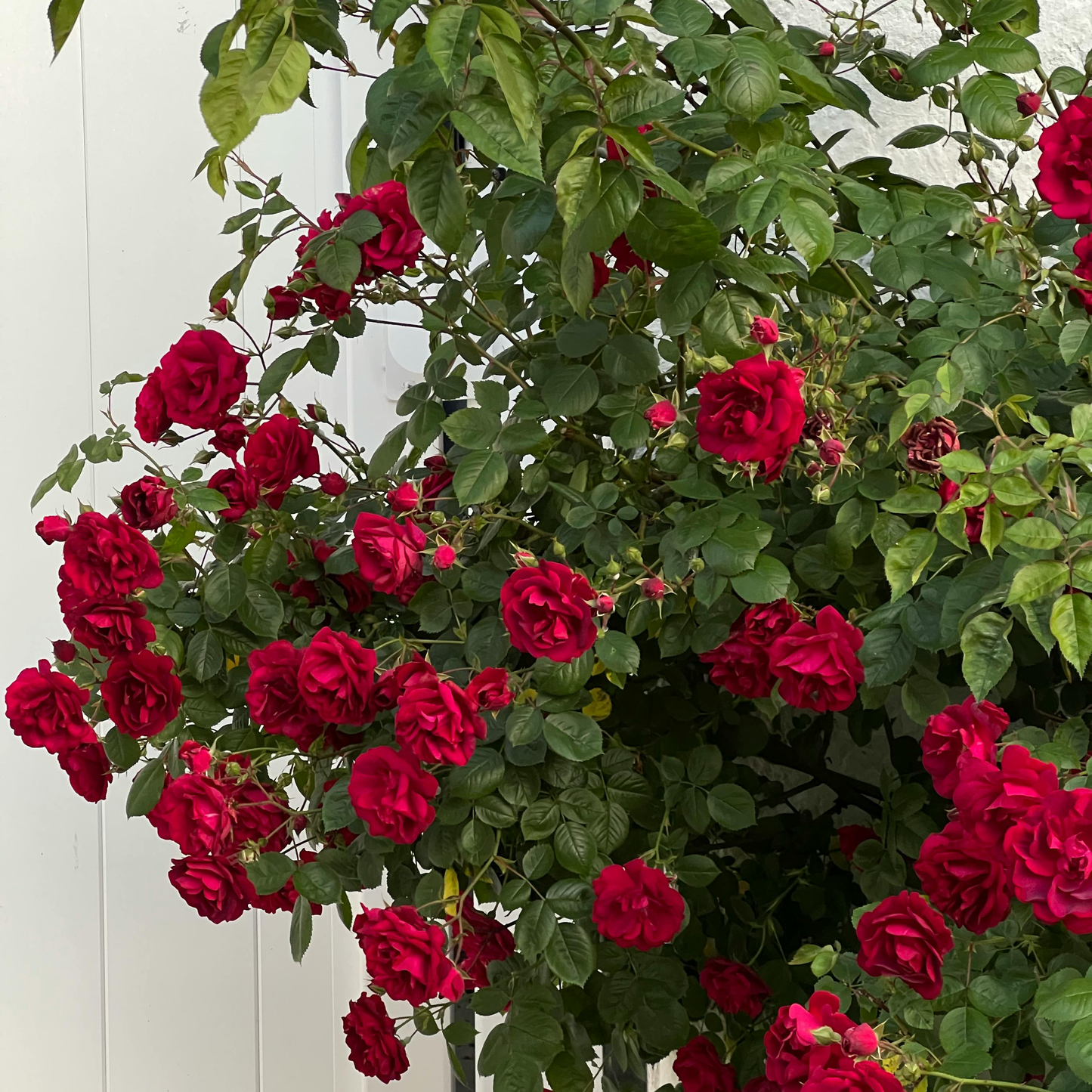 🌹Climbing Vine Rose Seeds – Transform Your Garden Into a Blooming Rose Wall