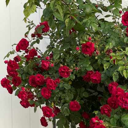 🌹Climbing Vine Rose Seeds – Transform Your Garden Into a Blooming Rose Wall
