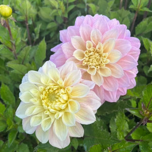 🌸Dahlia Seeds – Grow Bold, Full Blooms That Transform Your Garden