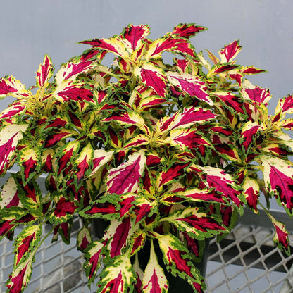 🍃 Rare Coleus seeds🌸, ideal for perennial shade garden ornamental foliage