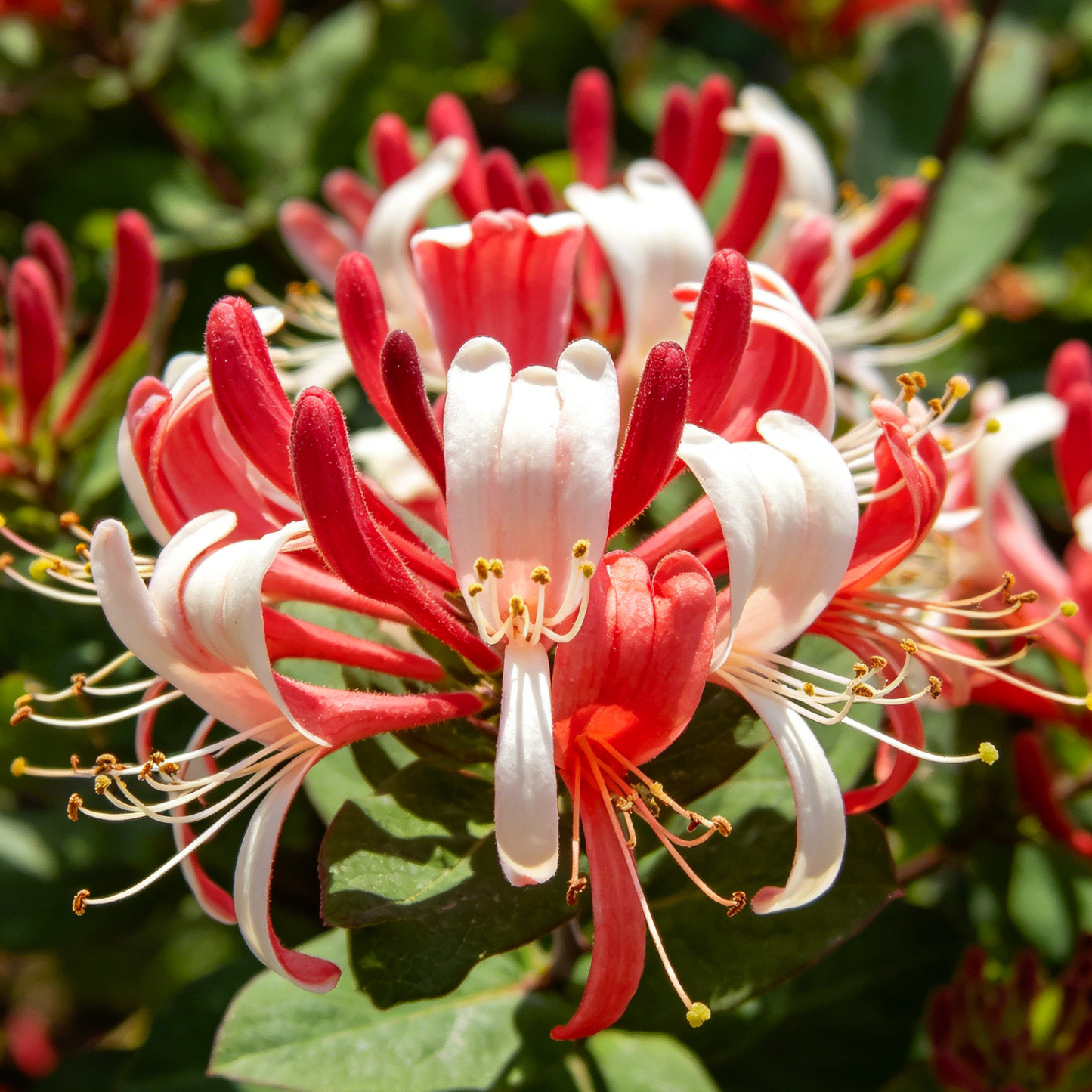 🐝Mixed Color Honeysuckle Seeds | Perennial Climbing Flower, Easy to Grow, Fragrant
