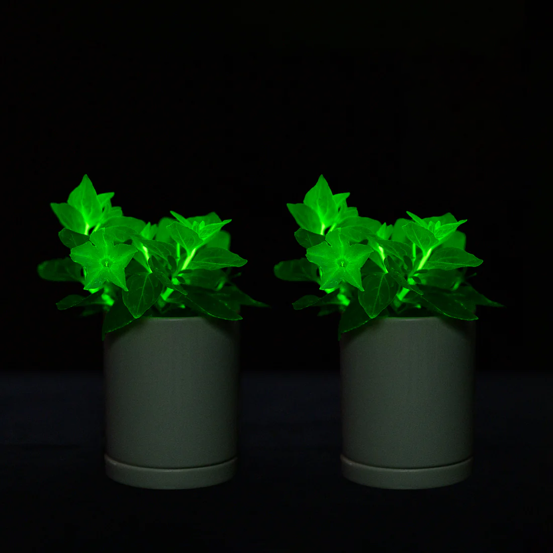 🪴Firefly Petunia Seeds – Glow-in-the-Dark Flowers Inspired by Nature & Science