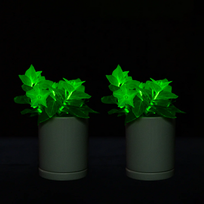 🪴Firefly Petunia Seeds – Glow-in-the-Dark Flowers Inspired by Nature & Science