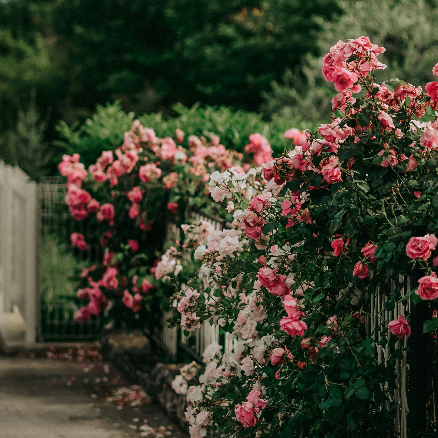 🌹Climbing Vine Rose Seeds – Transform Your Garden Into a Blooming Rose Wall