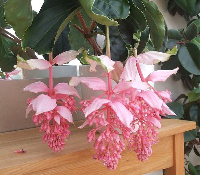 🌸Medinilla Magnifica Flower Seeds🪴