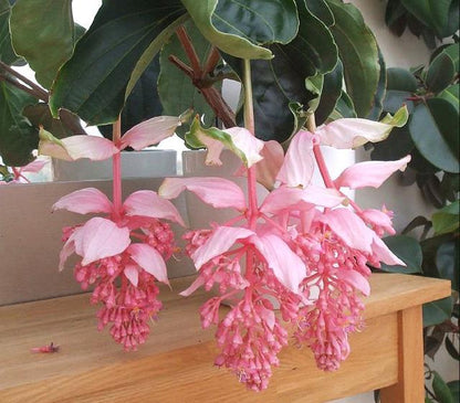 🌸Medinilla Magnifica Flower Seeds🪴