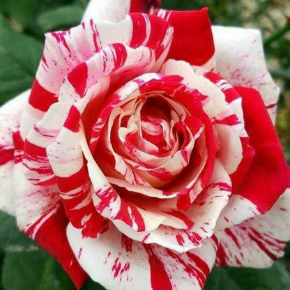 Rare Twin Red White Rose Flower Seeds for Planting💐