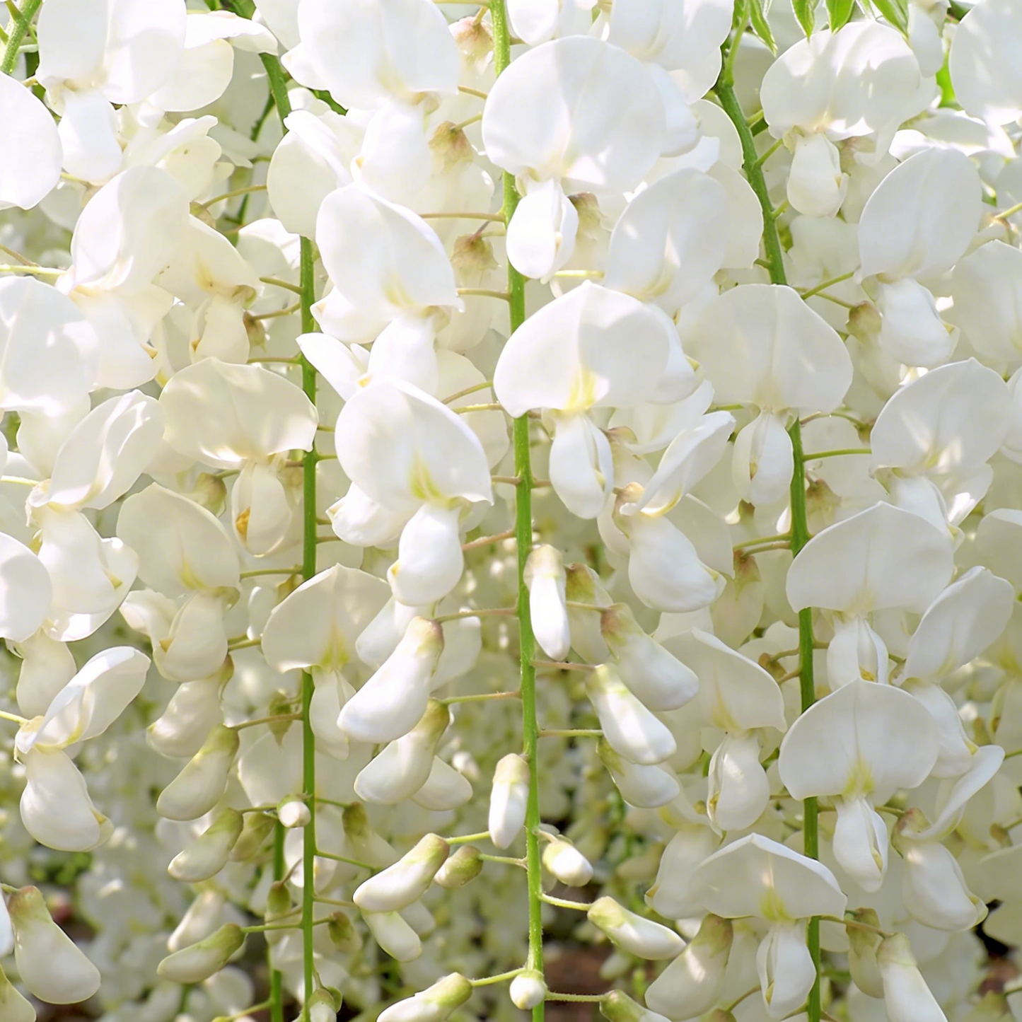🌸Weeping Jasmine Seeds – Elegant Cascading Blooms for a Soft, Romantic Garden🌿❄️