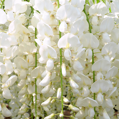 🌸Weeping Jasmine Seeds – Elegant Cascading Blooms for a Soft, Romantic Garden🌿❄️