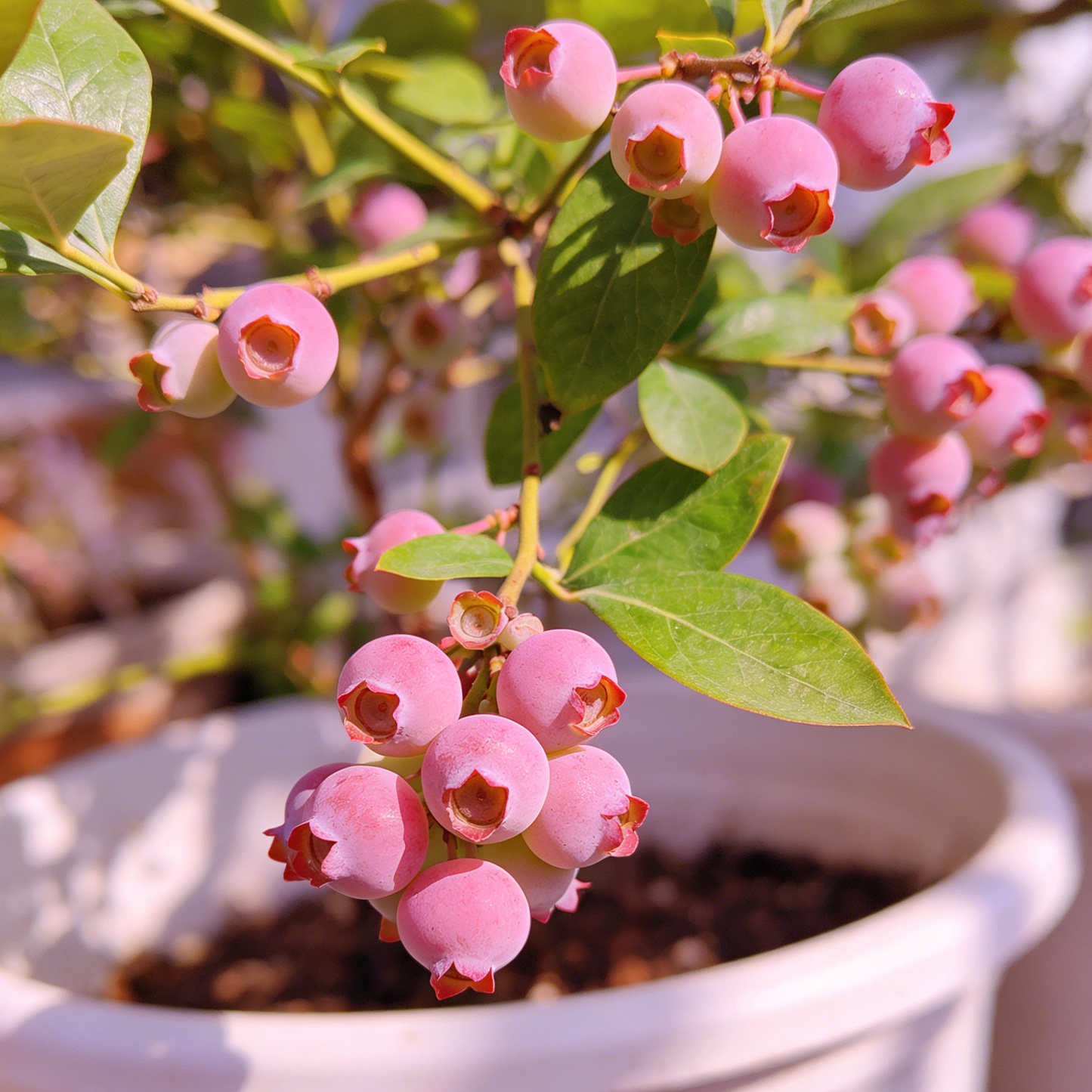 Pink Bliss Blueberry Seeds – Rare Pink Berries with Extra Sweet Flavor, Perfect for Home Gardens
