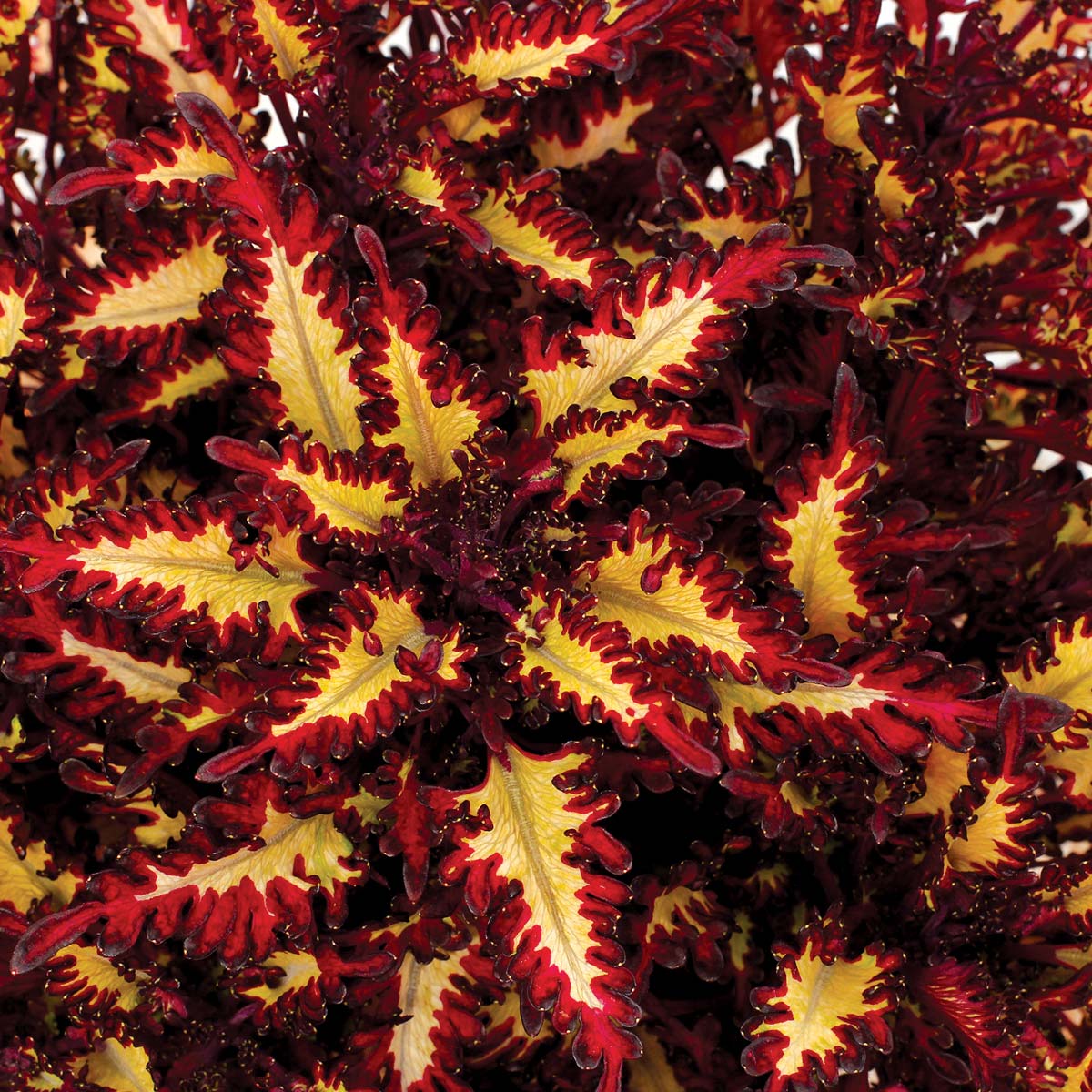 🍃 Rare Coleus seeds🌸, ideal for perennial shade garden ornamental foliage