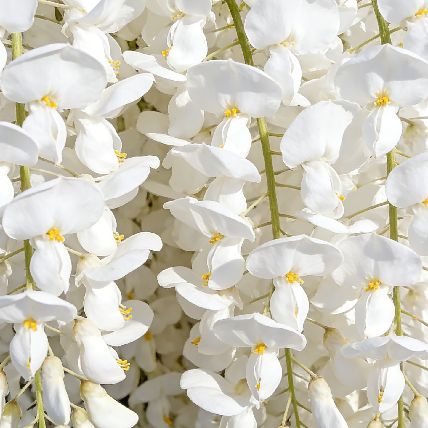 🌸Weeping Jasmine Seeds – Create a Fragrant Floral Waterfall at Home🌿❄️