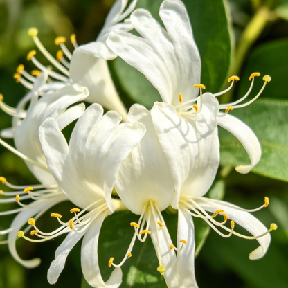🐝Mixed Color Honeysuckle Seeds | Perennial Climbing Flower, Easy to Grow, Fragrant