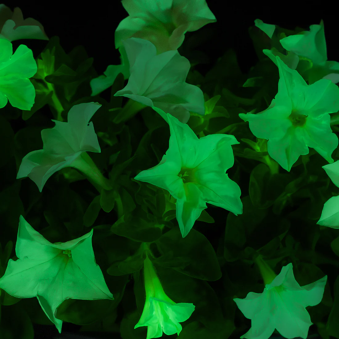 🪴Firefly Petunia Seeds – Glow-in-the-Dark Flowers Inspired by Nature & Science