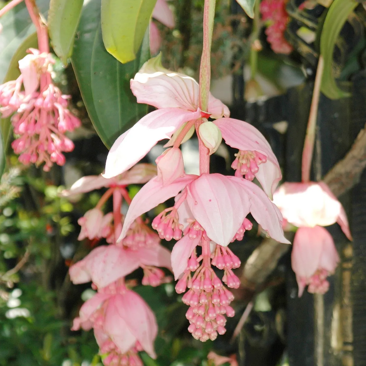 🌸Medinilla Magnifica Flower Seeds🪴