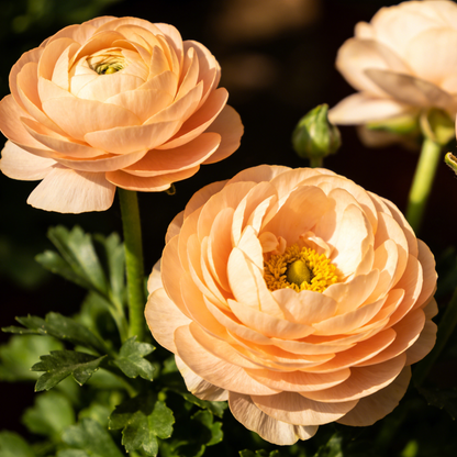 🌸 Grow Bouquet-Quality Flowers at Home with Ranunculus Bulbs 💐