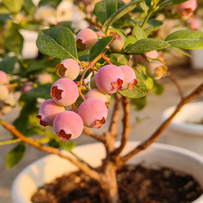 Pink Bliss Blueberry Seeds – Rare Pink Berries with Extra Sweet Flavor, Perfect for Home Gardens