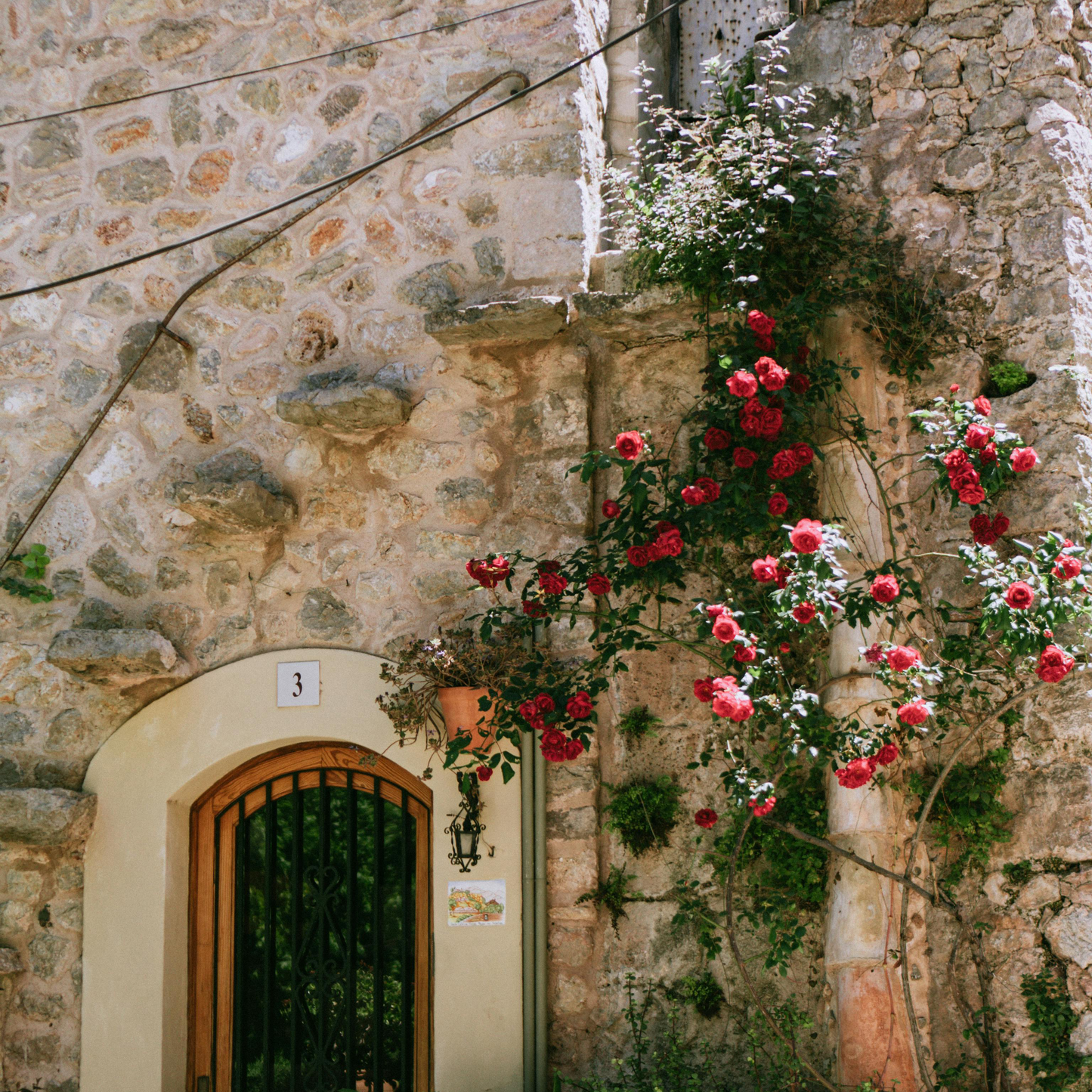 🌹Climbing Vine Rose Seeds – Transform Your Garden Into a Blooming Rose Wall