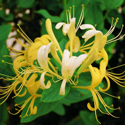 🐝Mixed Color Honeysuckle Seeds | Perennial Climbing Flower, Easy to Grow, Fragrant