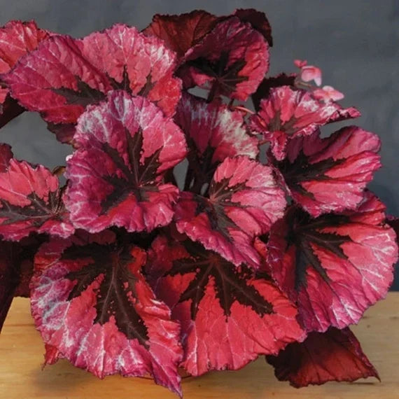 🍃 Rare Coleus seeds🌸, ideal for perennial shade garden ornamental foliage