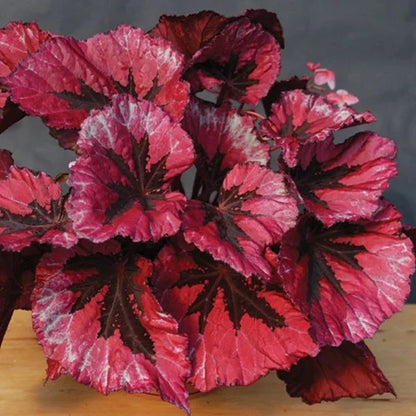 🍃 Rare Coleus seeds🌸, ideal for perennial shade garden ornamental foliage