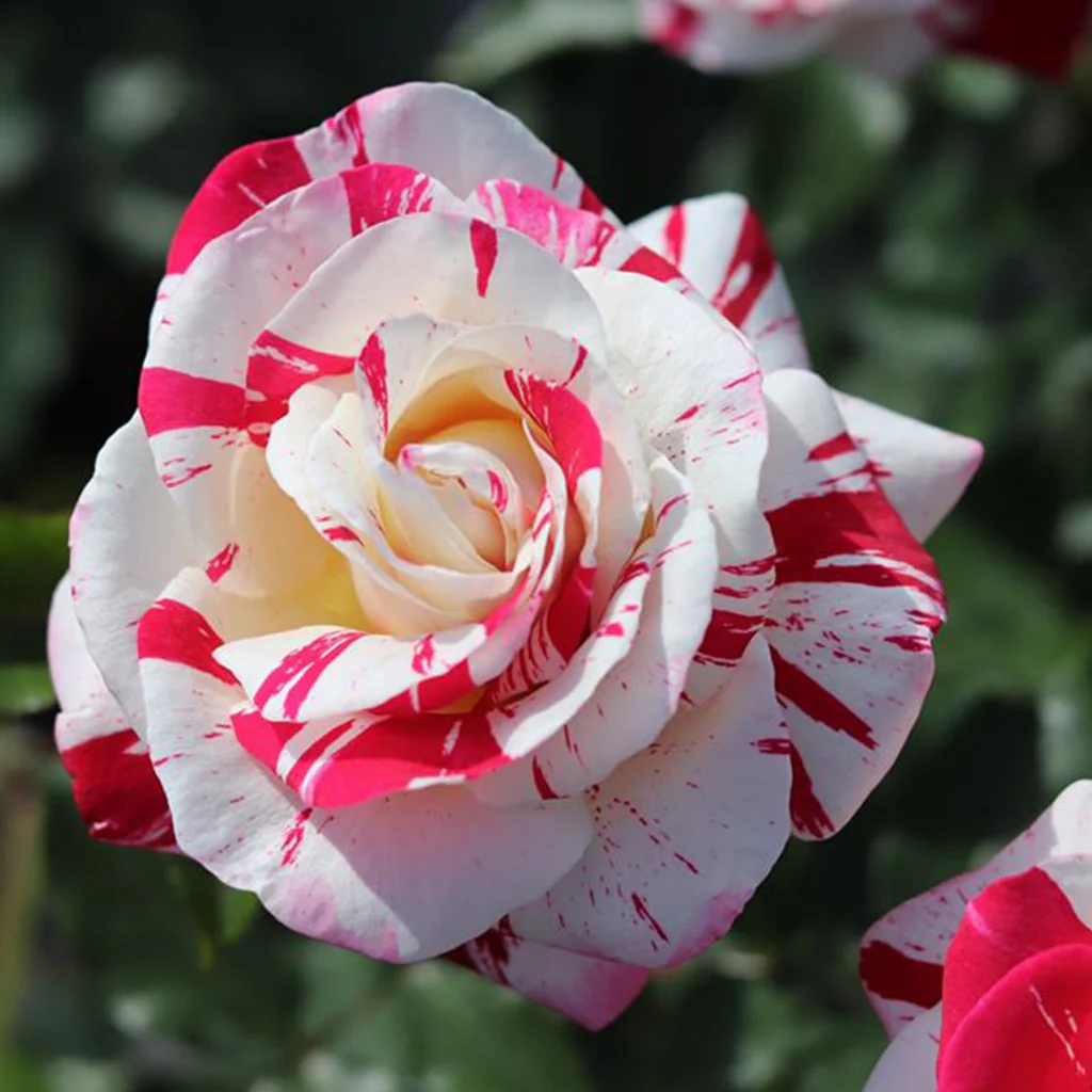 Rare Twin Red White Rose Flower Seeds for Planting💐