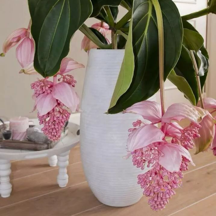 🌸Medinilla Magnifica Flower Seeds🪴