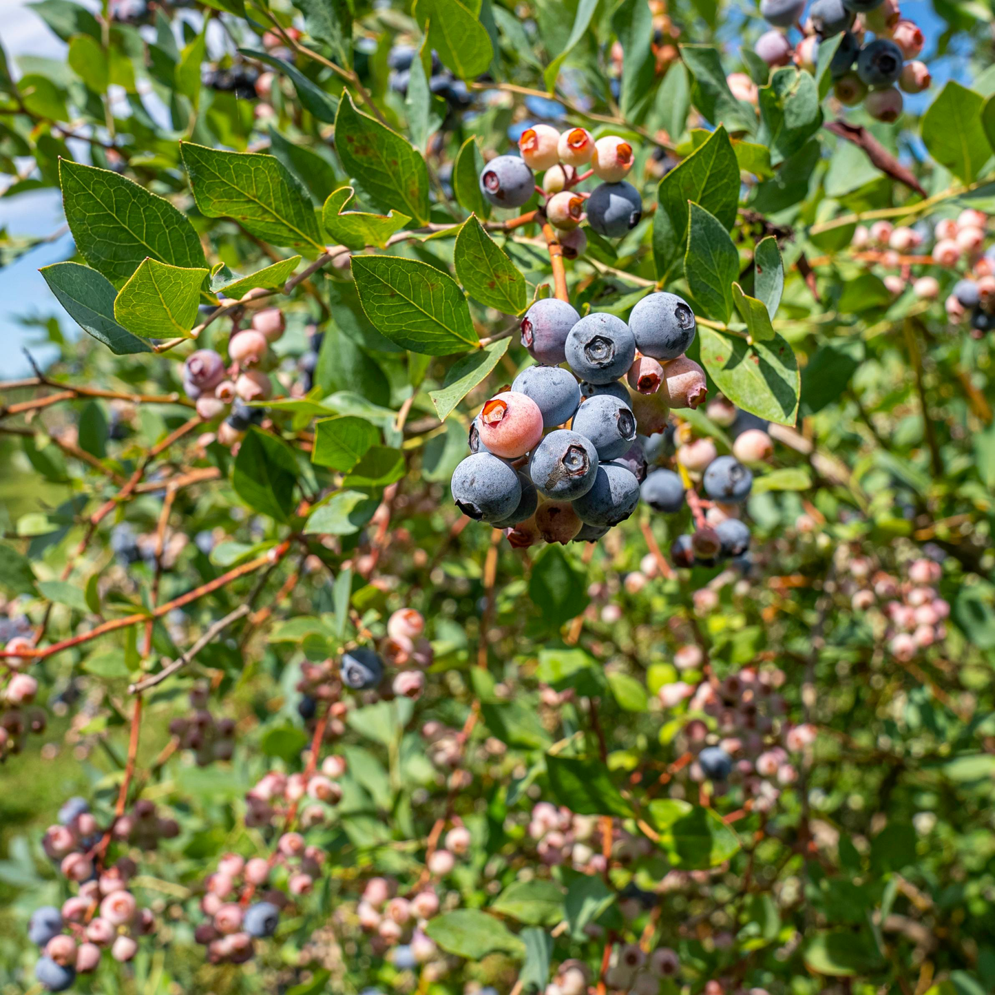 Pink Bliss Blueberry Seeds – Rare Pink Berries with Extra Sweet Flavor, Perfect for Home Gardens