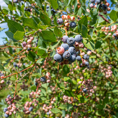 Pink Bliss Blueberry Seeds – Rare Pink Berries with Extra Sweet Flavor, Perfect for Home Gardens