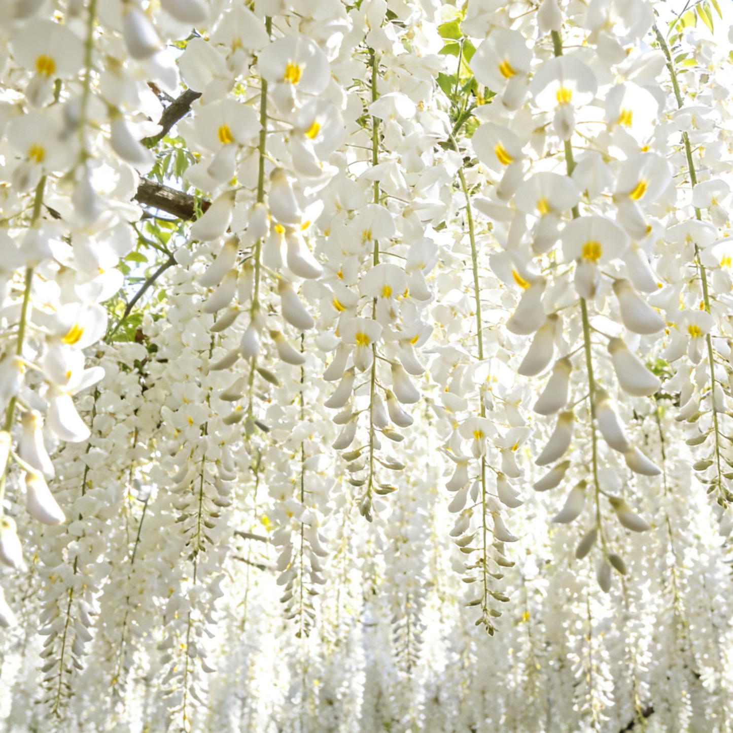 💐 Midnight Perfume Jasmine Seeds – Fragrant Climbing Flowers for Balcony & Garden 🌼