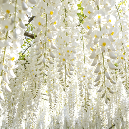 💐 Midnight Perfume Jasmine Seeds – Fragrant Climbing Flowers for Balcony & Garden 🌼