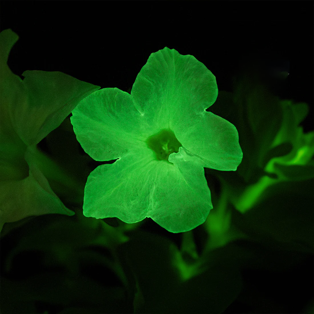 🪴Firefly Petunia Seeds – Glow-in-the-Dark Flowers Inspired by Nature & Science
