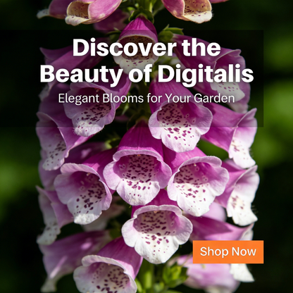 🔥Premium Foxglove Seeds –  🌸Elegant Blooms That Transform Your Garden