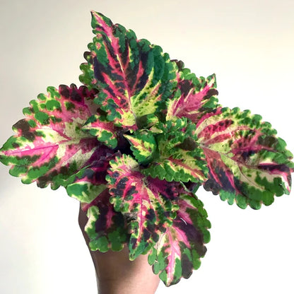 🍃 Rare Coleus seeds🌸, ideal for perennial shade garden ornamental foliage