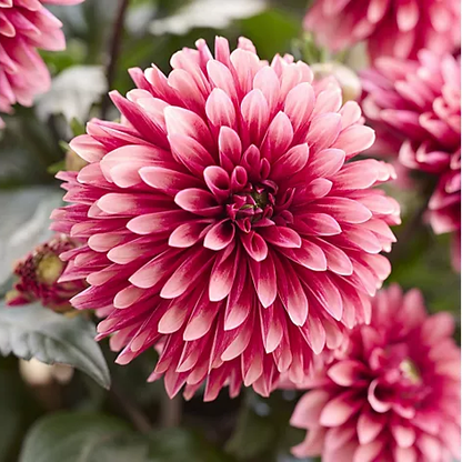🌸Dahlia Seeds – Grow Bold, Full Blooms That Transform Your Garden