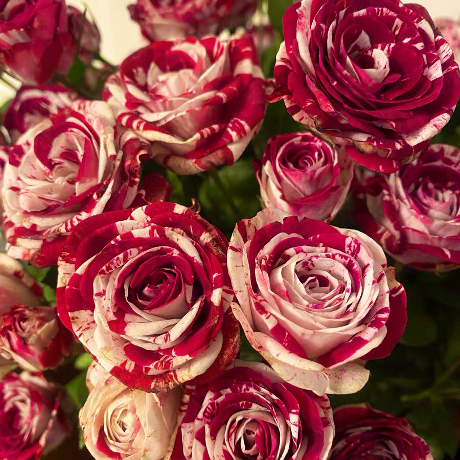Rare Twin Red White Rose Flower Seeds for Planting💐