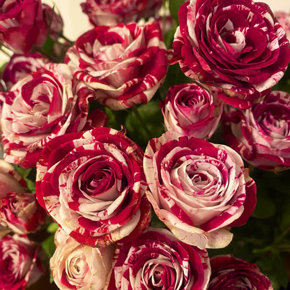 Rare Twin Red White Rose Flower Seeds for Planting💐