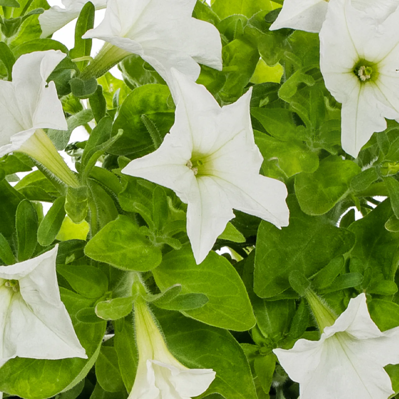 🪴Firefly Petunia Seeds – Glow-in-the-Dark Flowers Inspired by Nature & Science