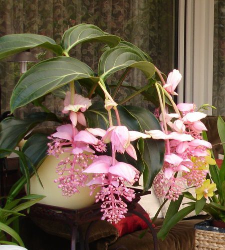 🌸Medinilla Magnifica Flower Seeds🪴