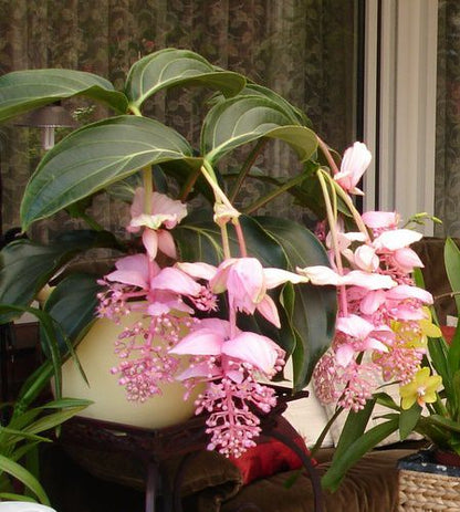 🌸Medinilla Magnifica Flower Seeds🪴