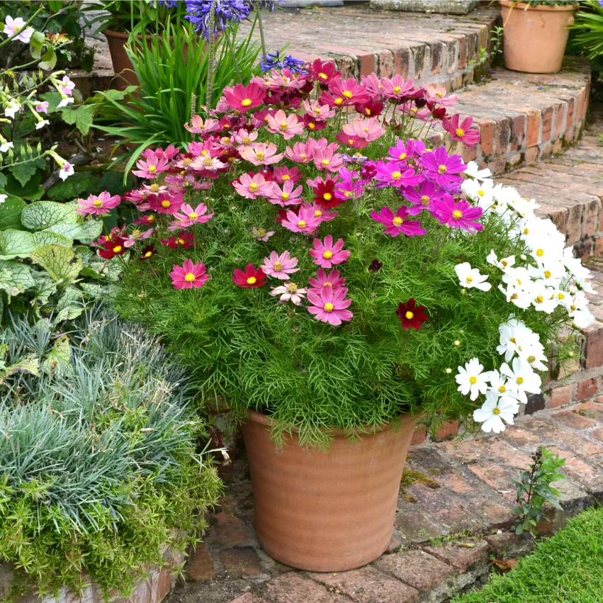 Cosmos Seeds – Grow Effortless Wildflower Beauty in Your Garden