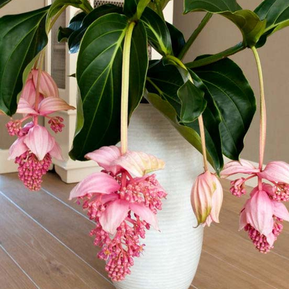 🌸Medinilla Magnifica Flower Seeds🪴
