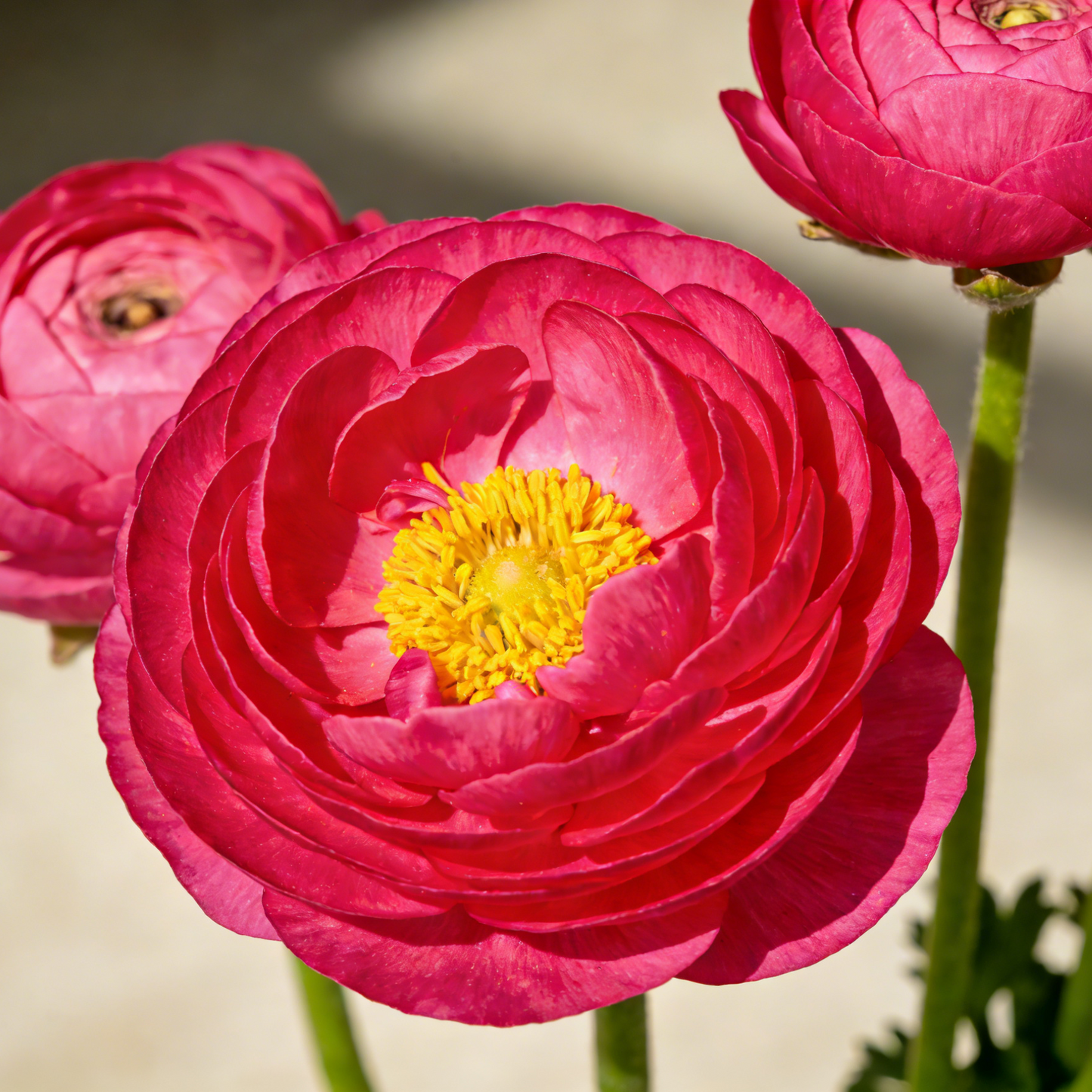 🌸Ranunculus Seeds – 💜Grow Elegant, Rose-Like Blooms in Your Own Garden