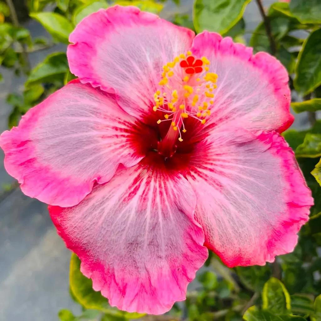 Giant Ombre Hibiscus Exotic Coral Flowers Seeds