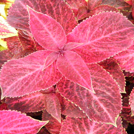 🍃 Rare Coleus seeds🌸, ideal for perennial shade garden ornamental foliage