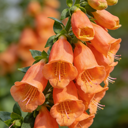 🔥Premium Foxglove Seeds –  🌸Elegant Blooms That Transform Your Garden