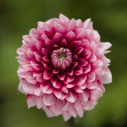 🌸Dahlia Seeds – Grow Bold, Full Blooms That Transform Your Garden